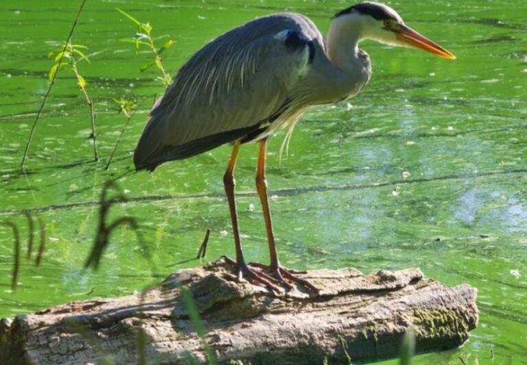 Société de biologie de Montréal : Excursion ornithologique