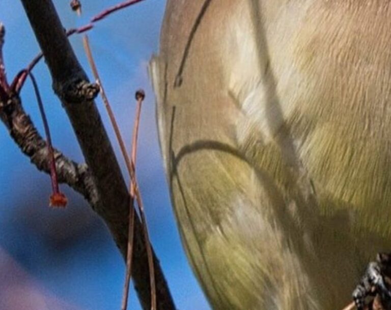 Société de biologie de Montréal : Observer les oiseaux en ville